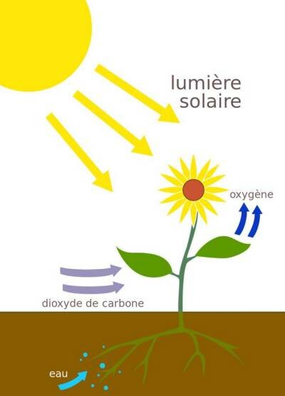 Photosynthese - Par At09kg : originalWattcle